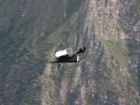 Andean Condor - Andean Spirit Lodge